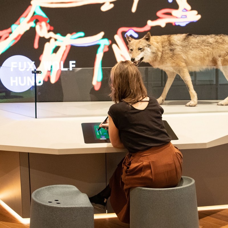 Woman seen from behind at an interactive exhibition table, behind her a taxidermy wolf and a colorful graphic of
                                 a wolf. (AI-generated alt-text, generated with GPT-4.1-mini)