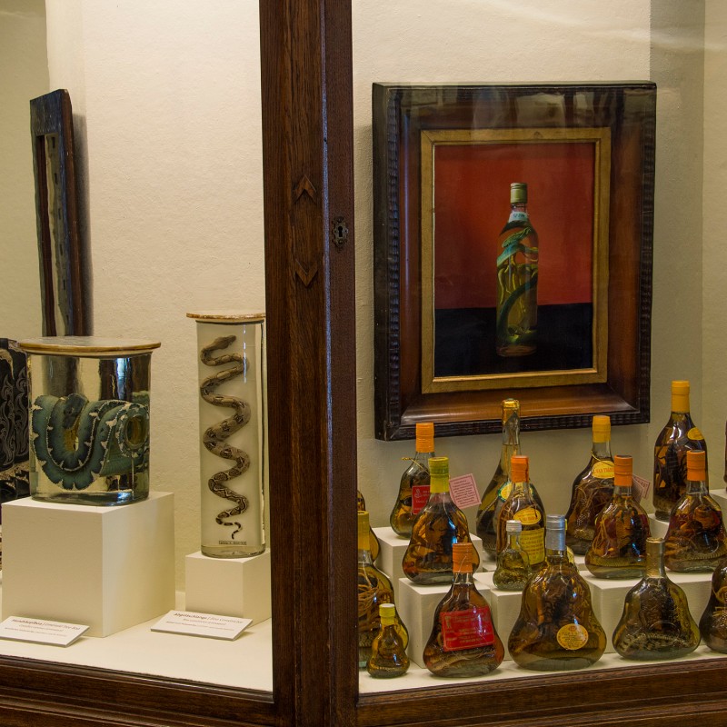 Vitrine mit mehreren in
                                 Flüssigkeit konservierten Schlangen und Flaschen, ein gerahmtes Bild einer Flasche im Hintergrund. (KI-generierter Alt-Text,
                                 erstellt mit GPT-4.1-mini)