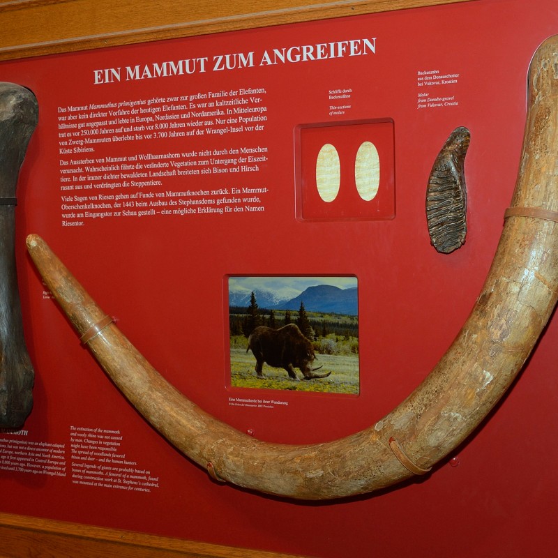 Large mammoth bone, curved tusk reconstruction, and two oval, flat objects on a red display panel with text and
                                 a photo of mammoths in a landscape. (AI-generated alt-text, generated with GPT-4.1-mini)