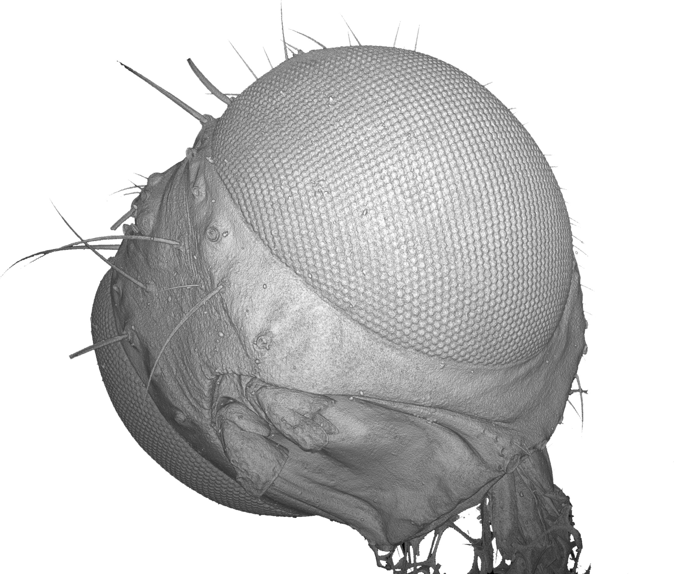 Volumendarstellung eines Insektenkopfs (Nyrmea kervillea) zur Untersuchung feinster Strukturen von mikroskopisch kleinen biologischen Proben. Normal-Scan (0,8 µm / 45 min): Volumendarstellung eines Insektenkopfs (Nyrmea kervillea) zur Untersuchung feinster Strukturen von mikroskopisch kleinen biologischen Proben. Normal-Scan (0,8 µm / 45 min)