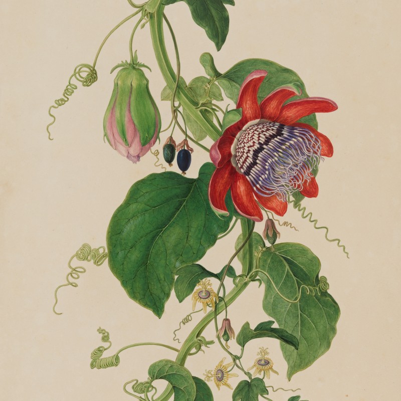 Botanical illustration of a climbing plant with red flowers, large green leaves, and several tendrils. (AI-generated
                                 alt-text, generated with GPT-4.1-mini)