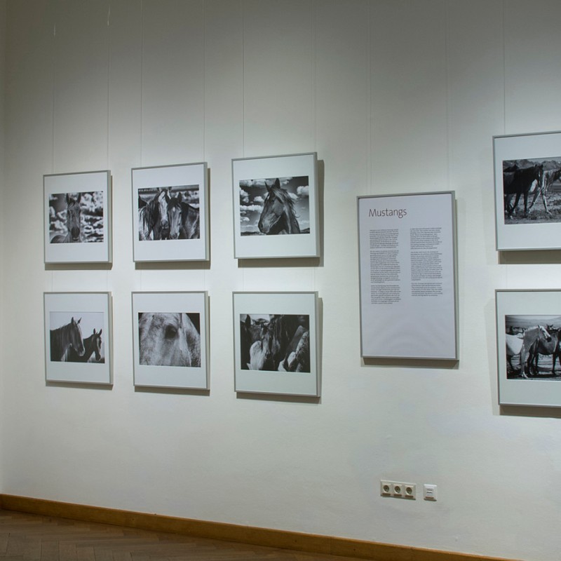 Exhibition wall with a large color photo of a group of horses on the left and multiple smaller black-and-white photographs
                                 of mustangs, next to an information panel. (AI-generated alt-text, generated with GPT-4.1-mini)