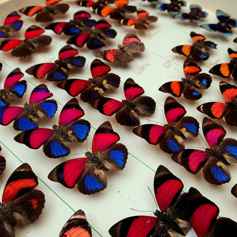 Mehrere bunte Schmetterlinge mit blauen, roten und orangefarbenen Flügelmustern nebeneinander in einer Auslage angeordnet.
                                 (KI-generierter Alt-Text, erstellt mit GPT-4.1-mini)