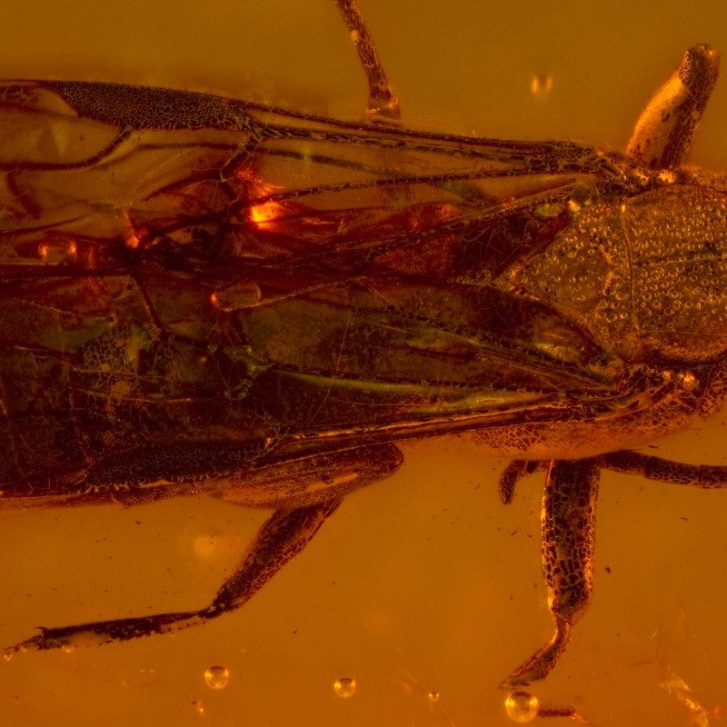 In Bernstein eingeschlossene fossile
                                 Insekten mit deutlich erkennbaren Flügeln und Beinen. (KI-generierter Alt-Text, erstellt mit GPT-4.1-mini)