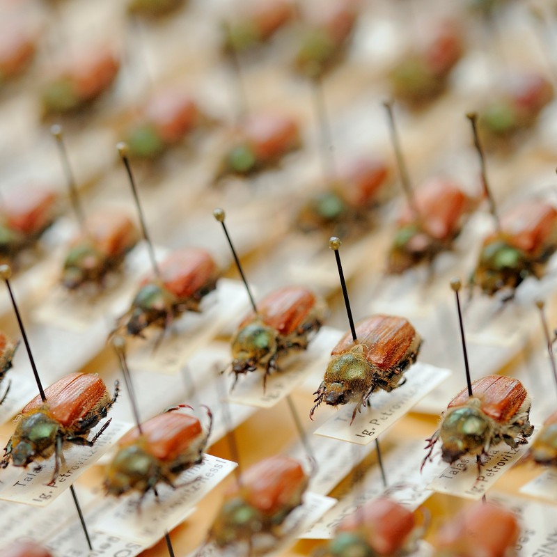 Mehrere Käfer mit rotbraunem Panzer auf Stecknadeln und beschrifteten Kärtchen in einer wissenschaftlichen Sammlung
                                 angeordnet. (KI-generierter Alt-Text, erstellt mit GPT-4.1-mini)