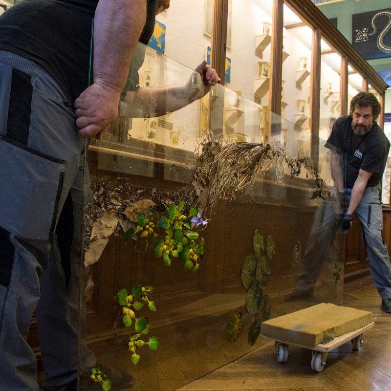 Two men in a museum move a large glass display case with plant specimens. Snake specimens are visible in display
                                 cases in the background. (AI-generated alt-text, generated with GPT-4.1-mini)
