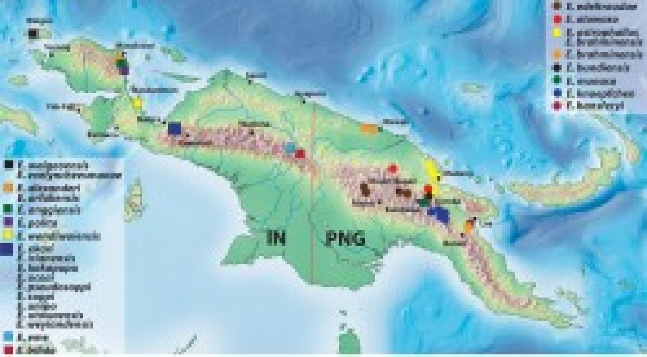 : Verbeitung der Exocelina ekari-Guppe auf Neuguinea