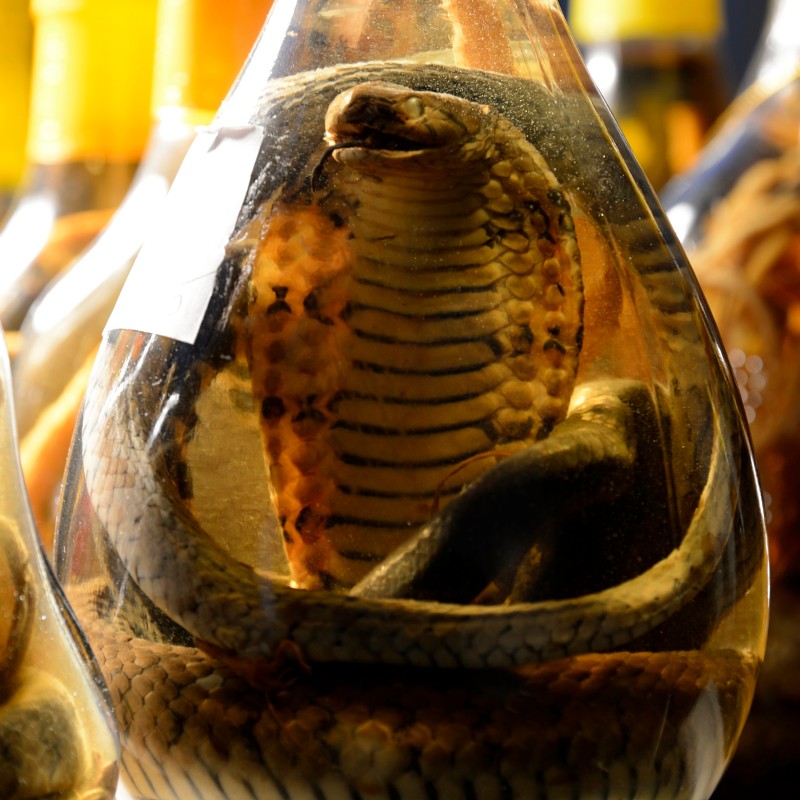 A cobra preserved in liquid inside a bottle, with more similar bottles in the background. (AI-generated alt-text,
                                 generated with GPT-4.1-mini)