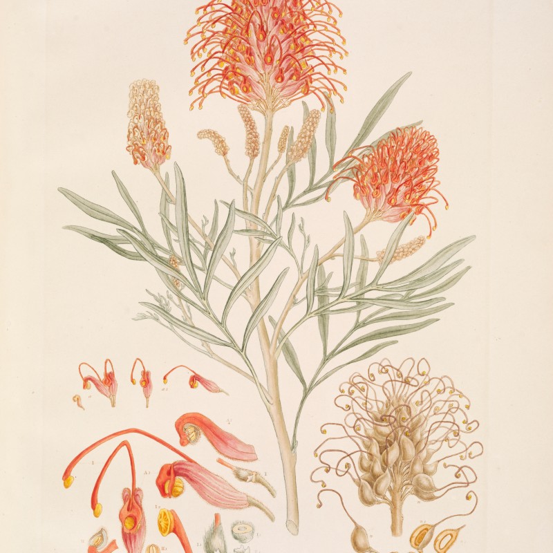 Finely colored botanical illustration of a flowering plant with red clustered blooms, narrow leaves, and several
                                 detailed plant parts. (AI-generated alt-text, generated with GPT-4.1-mini)
