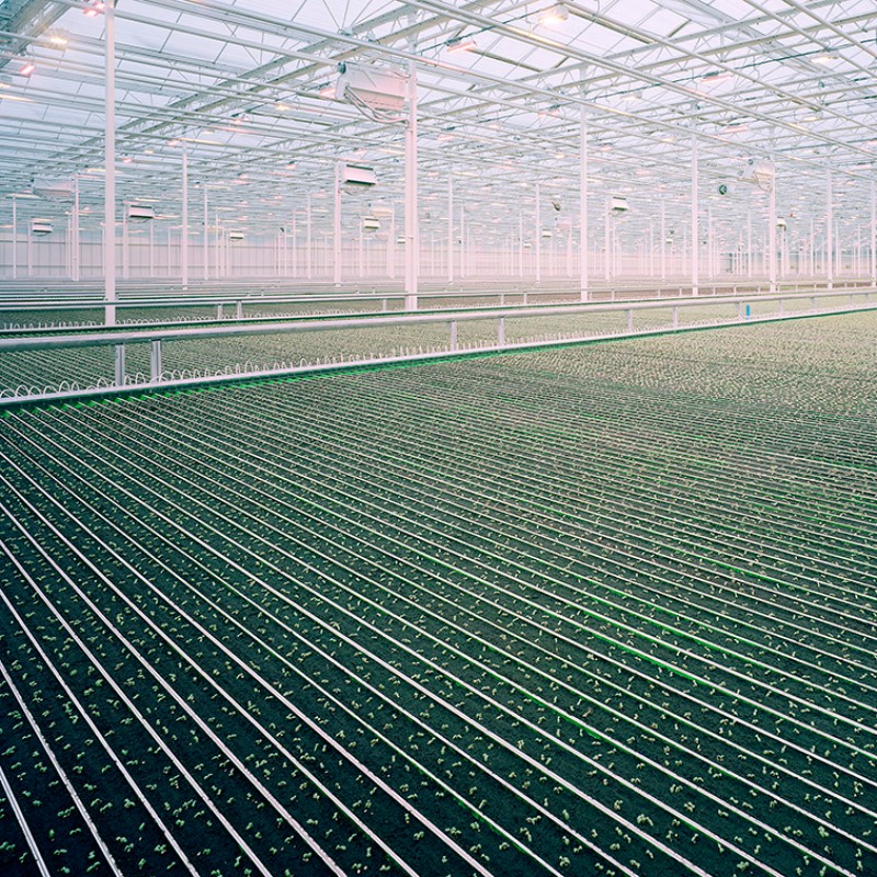 Gewächshaus, Berea, Kentucky, USA, 2023