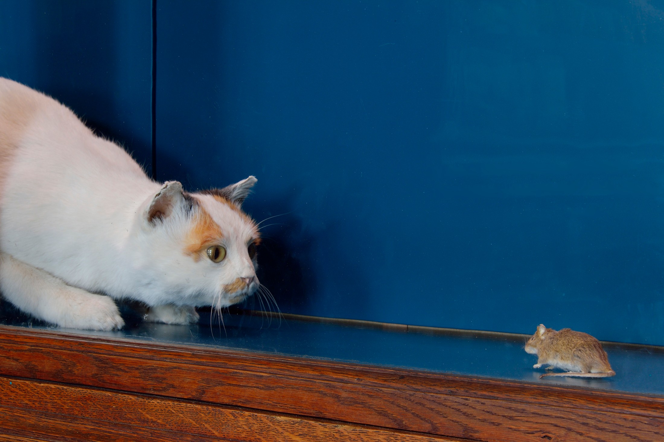 : Präparierte Katze mit geflecktem Fell und aufgestellten Ohren blickt aufmerksam auf eine graue Maus vor blauer Wand. (KI-generierter Alt-Text, erstellt mit GPT-4.1-mini)