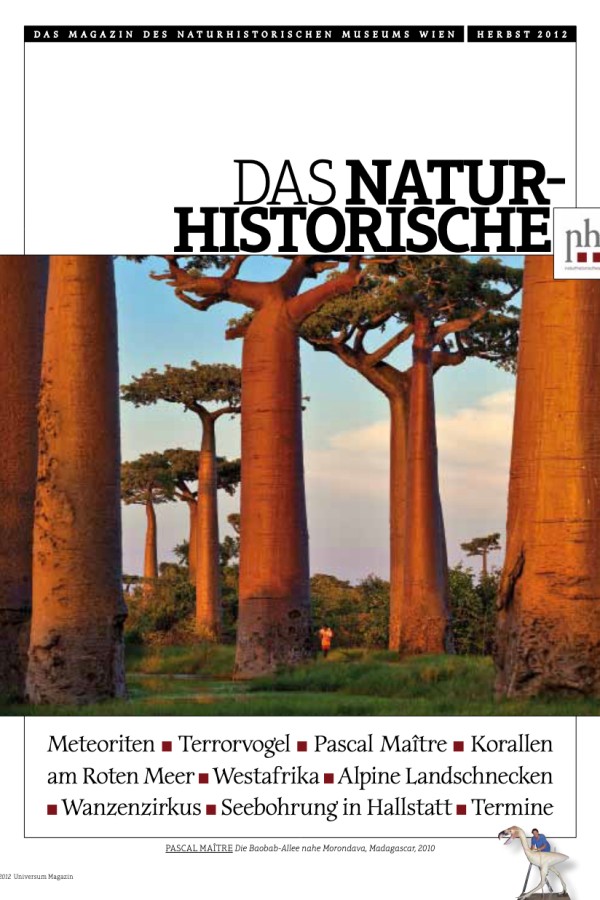 Drei große
                                 Baobab-Bäume mit geraden Stämmen vor blauem Himmel, im Vordergrund Wiese mit gelbem Licht. (KI-generierter Alt-Text, erstellt
                                 mit GPT-4.1-mini)