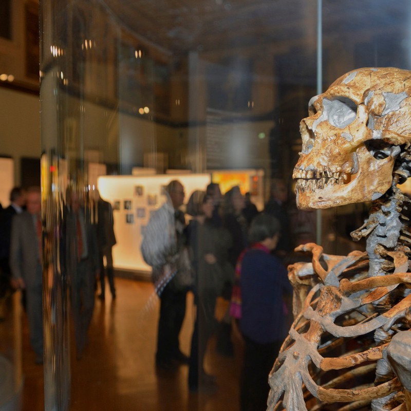 Skelett eines frühen Menschen in einer Vitrine mit verschwommenen Besuchern im Hintergrund in einem Museum. (KI-generierter
                                 Alt-Text, erstellt mit GPT-4.1-mini)