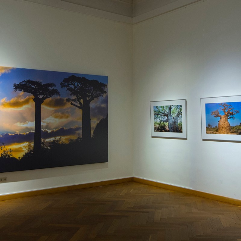 Large
                                 panoramic photo and smaller framed photographs of baobab trees on a white museum wall in a room with wooden flooring. (AI-generated
                                 alt-text, generated with GPT-4.1-mini)