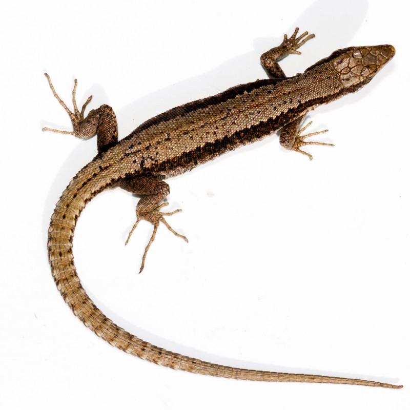 Brown lizard with long toes and narrow head seen from above, bold dark stripe running down the back. (AI-generated
                                 alt-text, generated with GPT-4.1-mini)