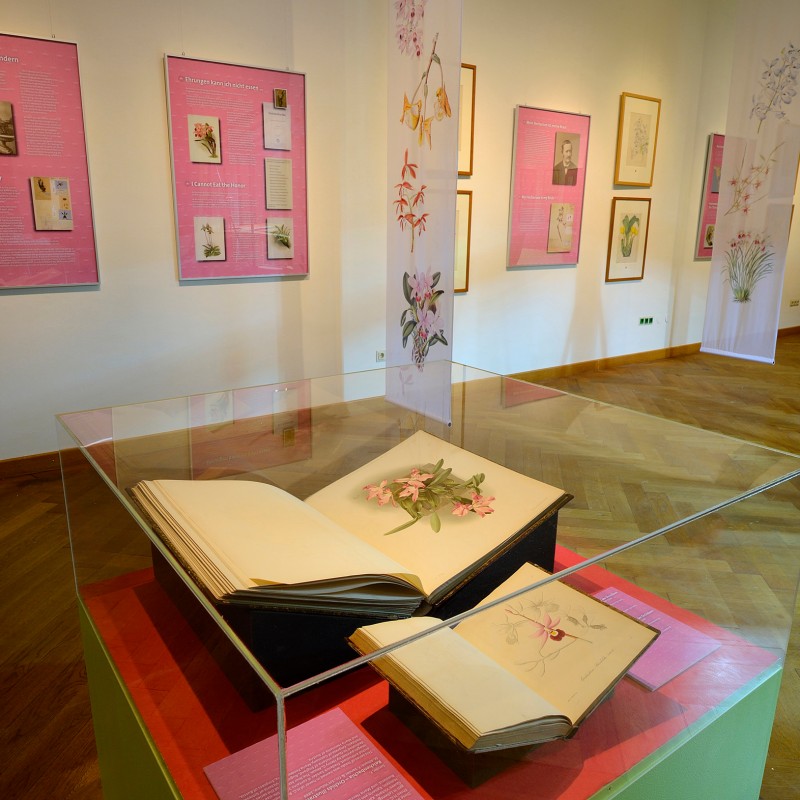 Open botanical books with flower illustrations under glass display case in museum room with pink exhibition panels
                                 and hanging plant artworks. (AI-generated alt-text, generated with GPT-4.1-mini)