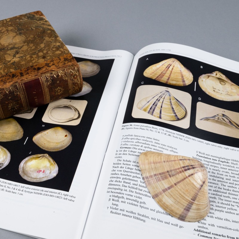 Born-Typenkatalog mit Mollusken