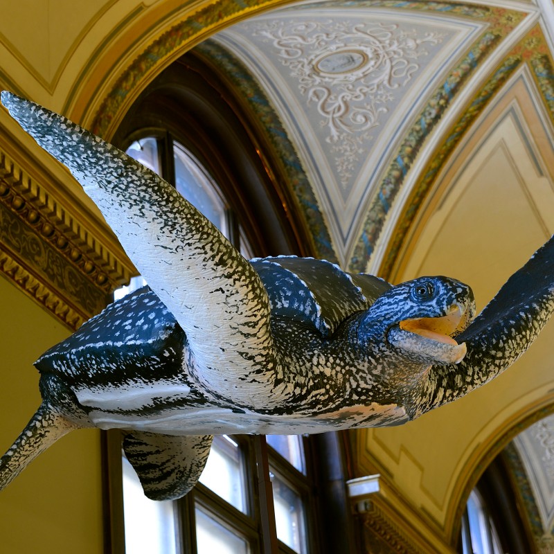Large model of a sea turtle with a spotted
                                 shell, outstretched as if swimming beneath an ornate museum ceiling. (AI-generated alt-text, generated with GPT-4.1-mini)