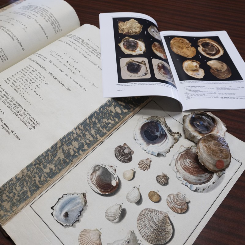 Born-Typenkatalog
                                 mit Mollusken