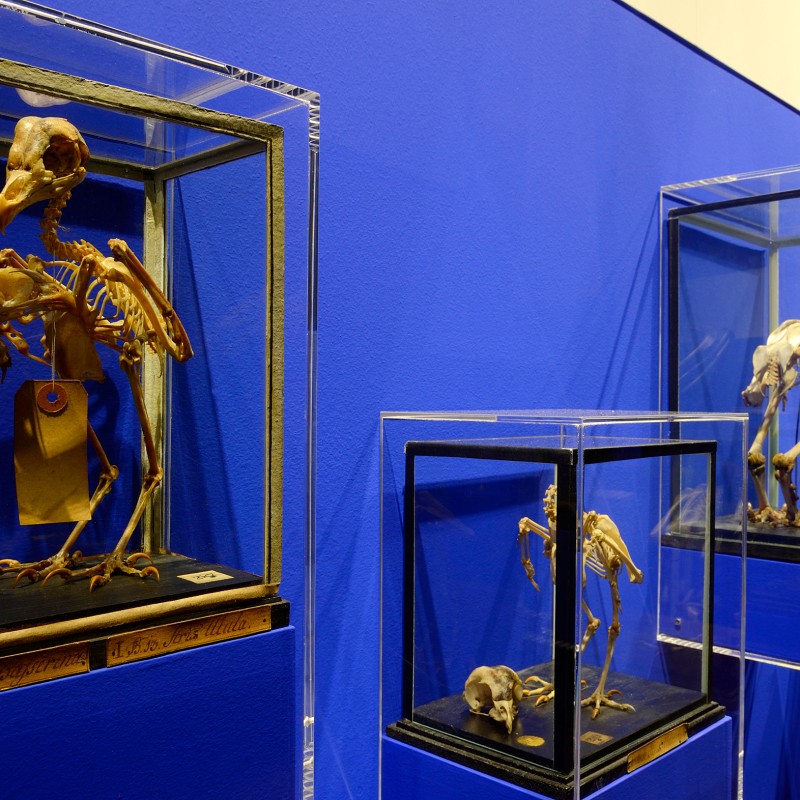 Bird skeleton specimens displayed in glass cases against a blue wall in a museum exhibition room. (AI-generated
                                 alt-text, generated with GPT-4.1-mini)
