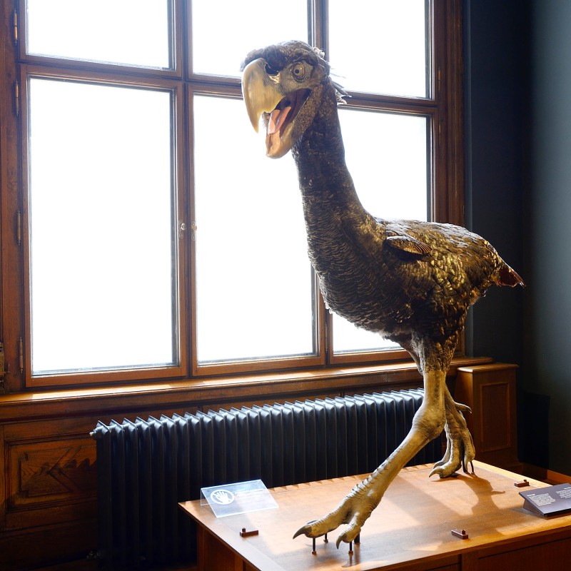 Mounted large flightless bird skeleton with open beak and feathered body, displayed in front of a window. (AI-generated
                                 alt-text, generated with GPT-4.1-mini)