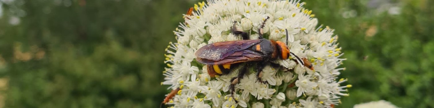 : Megascolia maculata auf Blüte