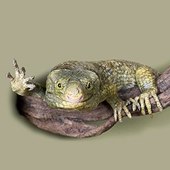 : Solomon Islands skink © NHM Vienna, C. Potter