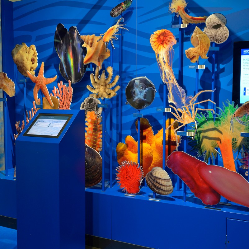 Vitrine mit leuchtend farbigen Abbildungen verschiedener Meereslebewesen vor blauem Hintergrund in einem Museum.
                                 (KI-generierter Alt-Text, erstellt mit GPT-4.1-mini)