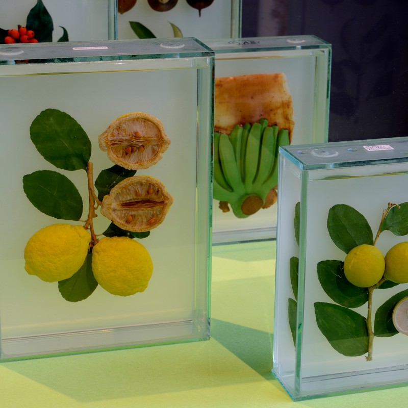 Several botanical specimens with different citrus fruits and green leaves encased in rectangular transparent blocks.
                                 (AI-generated alt-text, generated with GPT-4.1-mini)