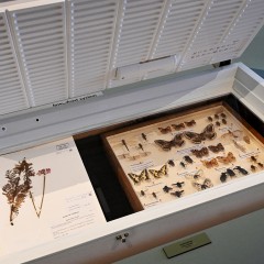 : Die Ausstellung zeigt moderne & historische Schutzmaßnahmen © NHM Wien, Chloe Potter