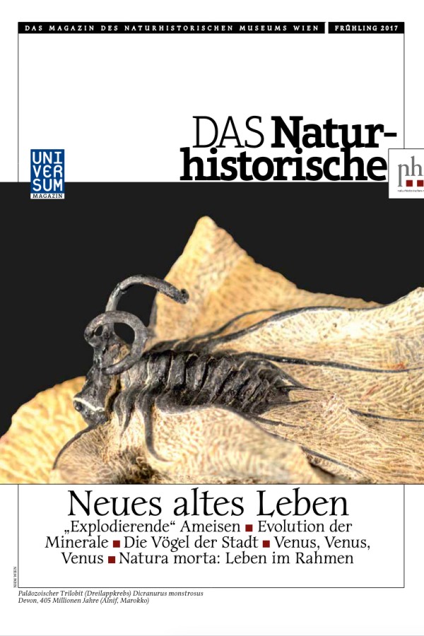 Dreilappkrebs-Fossil
                                 Dicranurus monstrosus auf getrocknetem Pflanzenblatt vor schwarzem Hintergrund. (KI-generierter Alt-Text, erstellt mit GPT-4.1-mini)