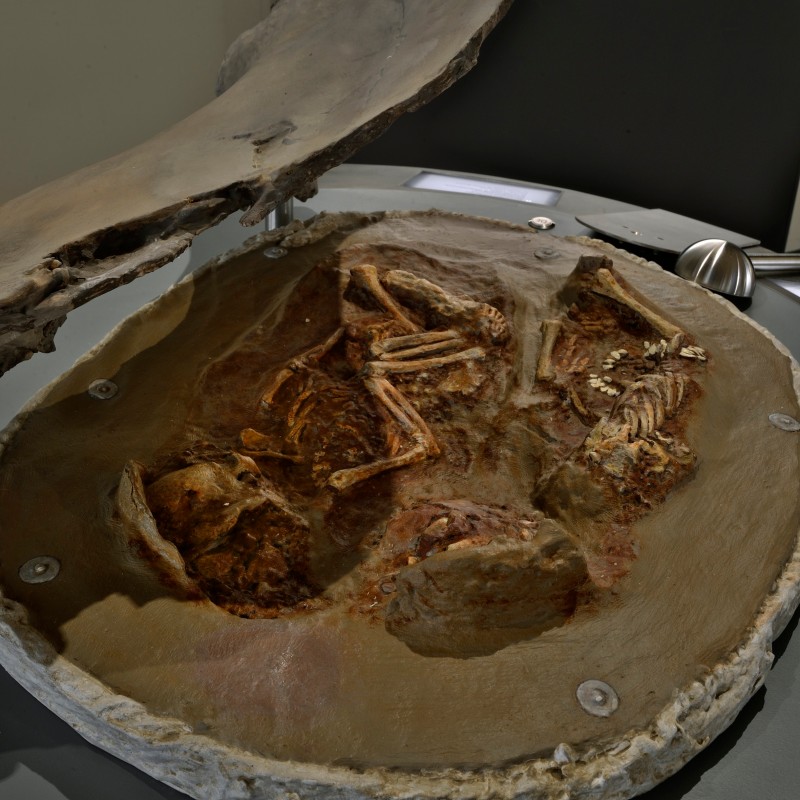 Two human skeletons lie side by side in a semicircular layer of soil, partially covered by a stone slab. (AI-generated
                                 alt-text, generated with GPT-4.1-mini)