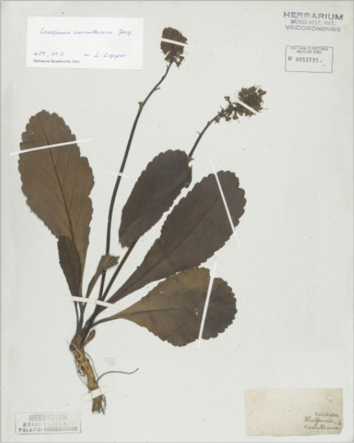 Typexemplar der Wulfenia carinthiaca Jacq. : Typexemplar der Wulfenia carinthiaca Jacq.
