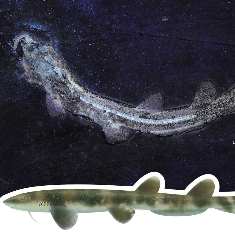 Skelett des Urzeithais Bavariscyllium