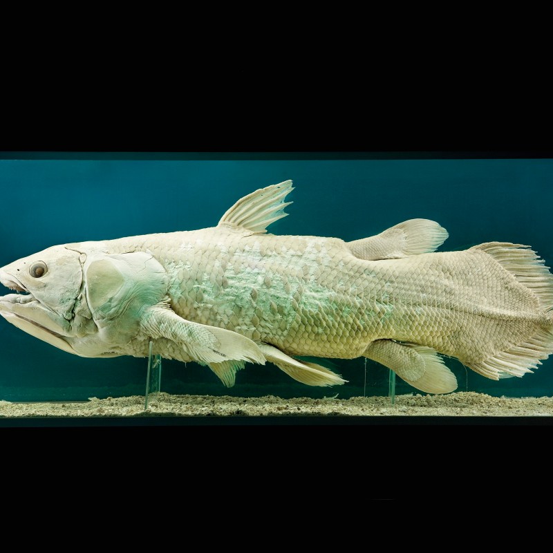 Taxidermy coelacanth with large scales and prominent fins displayed in a museum case. (AI-generated alt-text, generated
                                 with GPT-4.1-mini)