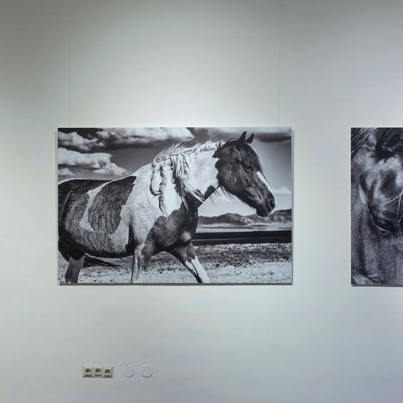 Six large-format photographs of mustangs hang on a white wall, including close-ups of horse heads and a side-view
                                 of a horse. (AI-generated alt-text, generated with GPT-4.1-mini)
