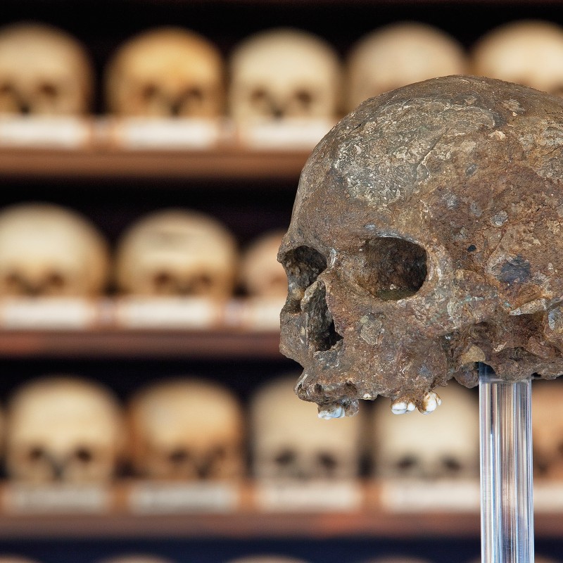 Close-up
                                 of a fossil human skull on a stand, with multiple other skulls arranged on shelves in the background. (AI-generated alt-text,
                                 generated with GPT-4.1-mini)