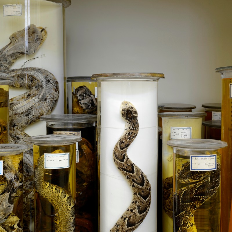 Mehrere konservierte Schlangen in Glaszylindern, einige Windungen und Muster auf der Haut deutlich sichtbar. (KI-generierter
                                 Alt-Text, erstellt mit GPT-4.1-mini)