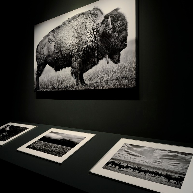 Large black-and-white photo of a bison on the wall, below it three more black-and-white landscape photographs on
                                 a dark surface. (AI-generated alt-text, generated with GPT-4.1-mini)