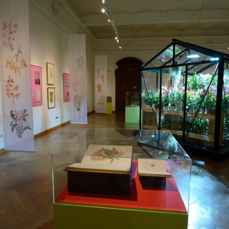 Exhibition room featuring a glass greenhouse filled with blooming orchids, botanical drawings, and informational
                                 panels on the walls. (AI-generated alt-text, generated with GPT-4.1-mini)