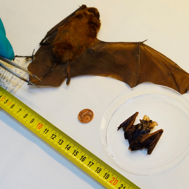 Hand mit blauer Handschuh hält eine Pinzette und berührt eine tote Fledermaus, daneben ein Maßband, eine Münze und
                                 eine kleinere Fledermaus in einer Petrischale. (KI-generierter Alt-Text, erstellt mit GPT-4.1-mini)