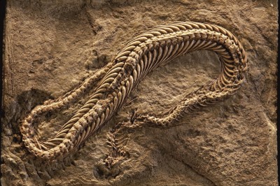 Die fossile Schlange Pachyophis woodwardi wurde in Bilek, Bosnien und Herzegowina, gefunden und ist im NHM Wien, Österreich, ausgestellt.: 