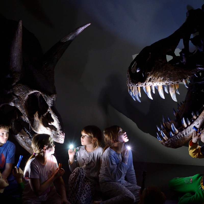 Kindergruppe sitzt im Dunkeln zwischen
                                 Dinosaurier-Skeletten, leuchtet mit Taschenlampen auf Schädel und Zähne. (KI-generierter Alt-Text, erstellt mit GPT-4.1-mini)