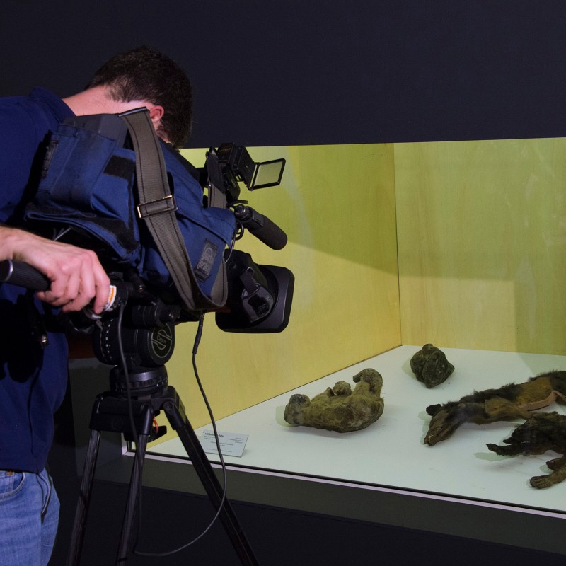 Man filming mummified or preserved animal specimens displayed in a lit showcase. (AI-generated alt-text, generated
                                 with GPT-4.1-mini)