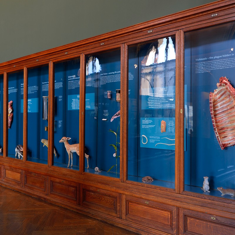 Wooden display case with exhibits on trichinosis including animal models, a plant branch, parasites, and a meat
                                 specimen against a blue background with texts. (AI-generated alt-text, generated with GPT-4.1-mini)