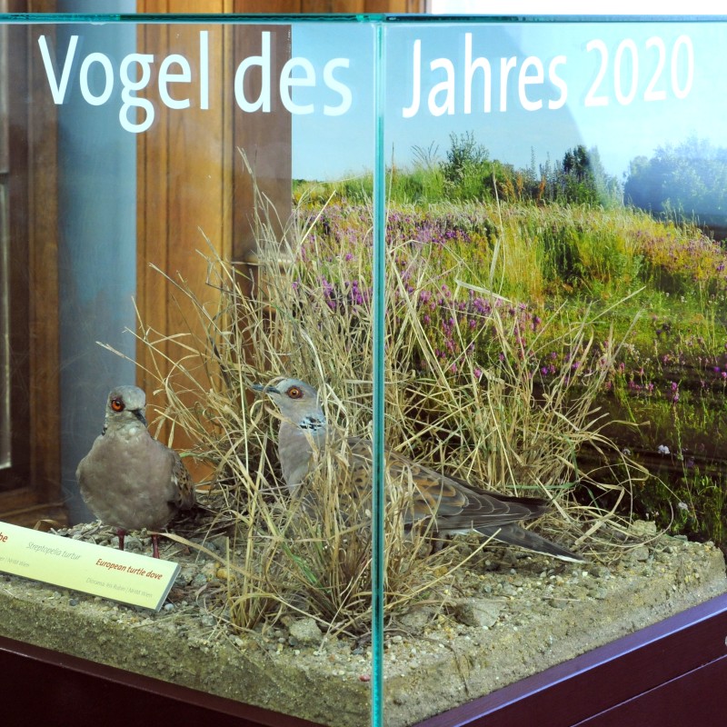 : Display case with two stuffed European turtle doves in a naturalistic setting of grass and flowers, labeled ‚Bird of the Year 2020‘. (AI-generated alt-text, generated with GPT-4.1-mini)