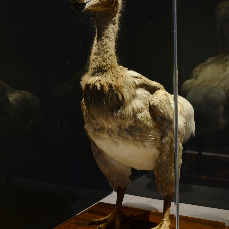 Mounted specimen of a flightless, large-footed bird with a short neck and prominent curved beak in a display case.
                                 (AI-generated alt-text, generated with GPT-4.1-mini)