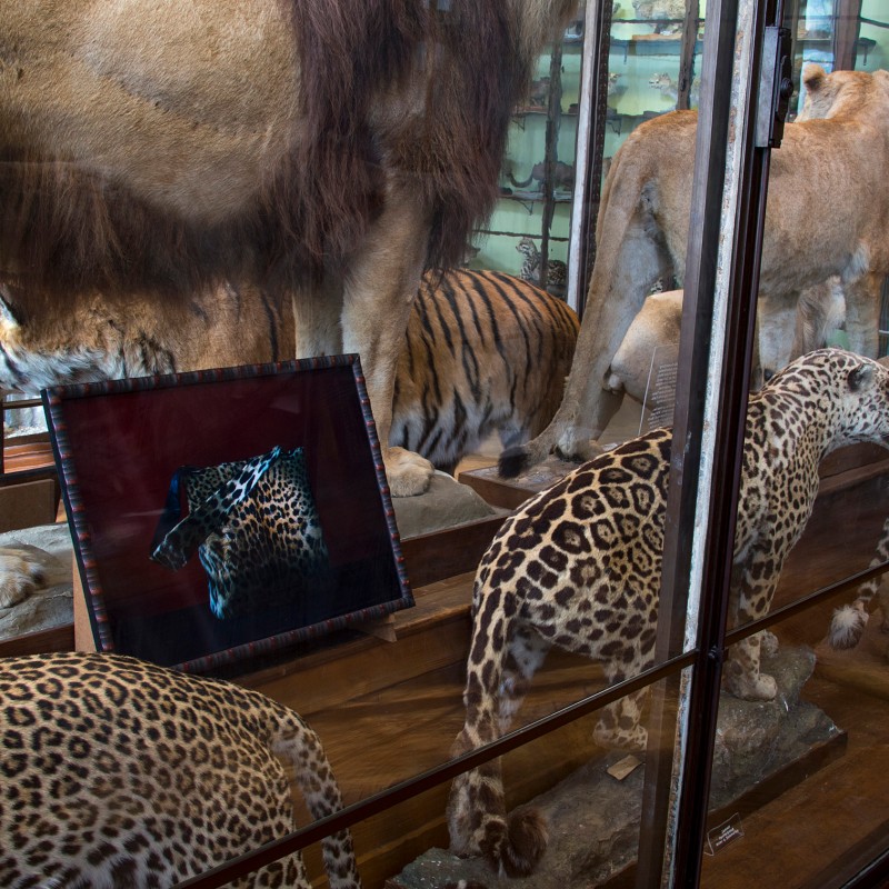 Several mounted big cats stand in a glass display case; a framed photo shows a leopard's head on a dark background.
                                 (AI-generated alt-text, generated with GPT-4.1-mini)