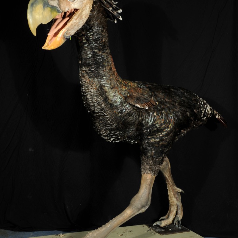 Lebensgroßes ausgestopftes Terrorvogel-Modell mit großem gelblich-dunklem Schnabel, geöffnetem Maul und schwarzem
                                 Gefieder auf Holzplattform vor schwarzem Hintergrund (KI-generierter Alt-Text, erstellt mit GPT-4.1-mini)