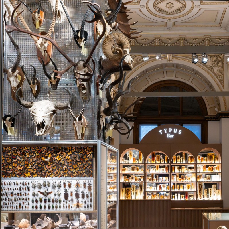 An exhibition hall featuring a tower adorned with antlers, butterflies,
                                 beetles, and pottery shards. Behind it stands a shelf unit shaped like a bar, displaying type specimens.